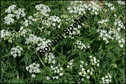 Wiesen-Kerbel, Anthriscus sylvestris, Apiaceae, Anthriscus sylvestris, Wiesen-Kerbel, Wiesenkerbel, Blühend Kauf von 00877anthriscus-sylvestrisimg_7092.jpg