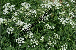 Wiesen-Kerbel, Anthriscus sylvestris, Apiaceae, Anthriscus sylvestris, Wiesen-Kerbel, Wiesenkerbel, Blhend Kauf von 00877anthriscus-sylvestrisimg_7092.jpg