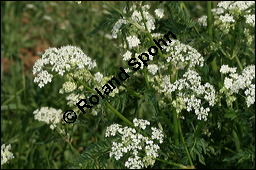 Wiesen-Kerbel, Anthriscus sylvestris, Apiaceae, Anthriscus sylvestris, Wiesen-Kerbel, Wiesenkerbel, Blühend Kauf von 00877anthriscus-sylvestrisimg_7094.jpg