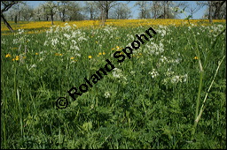 Wiesen-Kerbel, Anthriscus sylvestris, Apiaceae, Anthriscus sylvestris, Wiesen-Kerbel, Wiesenkerbel, Blühend Kauf von 00877anthriscus_sylvestris_img_1690.jpg