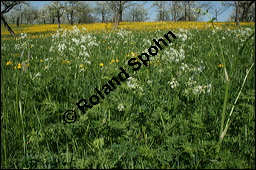 Wiesen-Kerbel, Anthriscus sylvestris, Apiaceae, Anthriscus sylvestris, Wiesen-Kerbel, Wiesenkerbel, Blhend Kauf von 00877anthriscus_sylvestris_img_1690.jpg