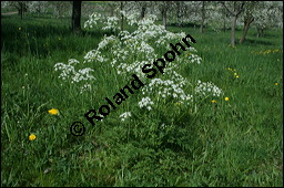Wiesen-Kerbel, Anthriscus sylvestris, Apiaceae, Anthriscus sylvestris, Wiesen-Kerbel, Wiesenkerbel, Blühend Kauf von 00877anthriscus_sylvestris_img_1699.jpg