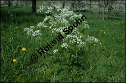 Wiesen-Kerbel, Anthriscus sylvestris, Apiaceae, Anthriscus sylvestris, Wiesen-Kerbel, Wiesenkerbel, Blhend Kauf von 00877anthriscus_sylvestris_img_1699.jpg