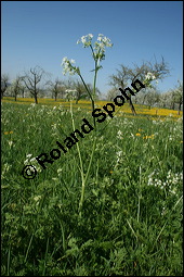 Wiesen-Kerbel, Anthriscus sylvestris, Apiaceae, Anthriscus sylvestris, Wiesen-Kerbel, Wiesenkerbel, Blühend Kauf von 00877anthriscus_sylvestrisimg_1689.jpg