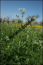 Wiesen-Kerbel, Anthriscus sylvestris, Apiaceae, Anthriscus sylvestris, Wiesen-Kerbel, Wiesenkerbel, Blhend Kauf von 00877anthriscus_sylvestrisimg_1689.jpg