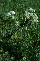 Wiesen-Kerbel, Anthriscus sylvestris, Apiaceae, Anthriscus sylvestris, Wiesen-Kerbel, Wiesenkerbel, Blühend Kauf von 00877anthriscus_sylvestrisimg_1691.jpg