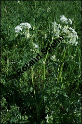 Wiesen-Kerbel, Anthriscus sylvestris, Apiaceae, Anthriscus sylvestris, Wiesen-Kerbel, Wiesenkerbel, Blhend Kauf von 00877anthriscus_sylvestrisimg_1691.jpg