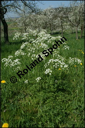 Wiesen-Kerbel, Anthriscus sylvestris, Apiaceae, Anthriscus sylvestris, Wiesen-Kerbel, Wiesenkerbel, Blühend Kauf von 00877anthriscus_sylvestrisimg_1698.jpg