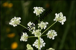 Wiesen-Kerbel, Anthriscus sylvestris, Apiaceae, Anthriscus sylvestris, Wiesen-Kerbel, Wiesenkerbel, Blühend Kauf von 00877anthriscus_sylvestrisimg_7042.jpg