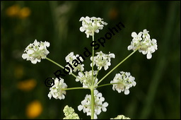 Wiesen-Kerbel, Anthriscus sylvestris, Apiaceae, Anthriscus sylvestris, Wiesen-Kerbel, Wiesenkerbel, Blhend Kauf von 00877anthriscus_sylvestrisimg_7042.jpg