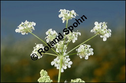 Wiesen-Kerbel, Anthriscus sylvestris, Apiaceae, Anthriscus sylvestris, Wiesen-Kerbel, Wiesenkerbel, Blühend Kauf von 00877anthriscus_sylvestrisimg_7043.jpg
