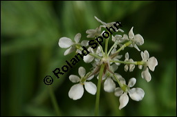Wiesen-Kerbel, Anthriscus sylvestris, Apiaceae, Anthriscus sylvestris, Wiesen-Kerbel, Wiesenkerbel, Blühend Kauf von 00877anthriscus_sylvestrisimg_7044.jpg