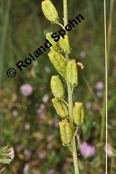 Gelbe Resede, Gelber Wau, Reseda lutea, Resedaceae, Reseda lutea, Gelber Wau, Gelbe Resede, Blühend Kauf von 00878_reseda_lutea_dsc_5529.jpg