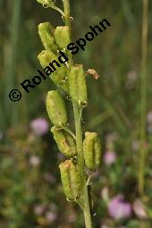 Gelbe Resede, Gelber Wau, Reseda lutea, Resedaceae, Reseda lutea, Gelber Wau, Gelbe Resede, Blühend Kauf von 00878_reseda_lutea_dsc_5530.jpg