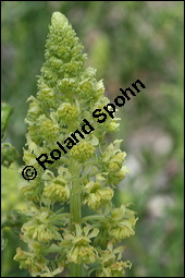 Gelbe Resede, Gelber Wau, Reseda lutea, Resedaceae, Reseda lutea, Gelber Wau, Gelbe Resede, Blühend Kauf von 00878reseda_luteaimg_2394.jpg