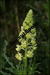Gelbe Resede, Gelber Wau, Reseda lutea, Resedaceae, Reseda lutea, Gelber Wau, Gelbe Resede, Blühend Kauf von 00878reseda_luteaimg_7239.jpg