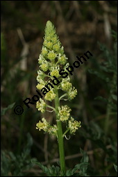 Gelbe Resede, Gelber Wau, Reseda lutea, Resedaceae, Reseda lutea, Gelber Wau, Gelbe Resede, Blühend Kauf von 00878reseda_luteaimg_7240.jpg
