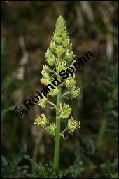 Gelbe Resede, Gelber Wau, Reseda lutea, Resedaceae, Reseda lutea, Gelber Wau, Gelbe Resede, Blühend Kauf von 00878reseda_luteaimg_7241.jpg