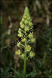 Gelbe Resede, Gelber Wau, Reseda lutea, Resedaceae, Reseda lutea, Gelber Wau, Gelbe Resede, Blhend Kauf von 00878reseda_luteaimg_7241.jpg