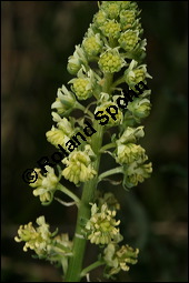 Gelbe Resede, Gelber Wau, Reseda lutea, Resedaceae, Reseda lutea, Gelber Wau, Gelbe Resede, Blühend Kauf von 00878reseda_luteaimg_7242.jpg