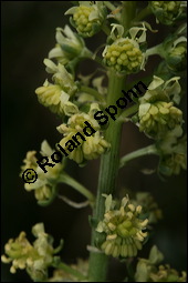 Gelbe Resede, Gelber Wau, Reseda lutea, Resedaceae, Reseda lutea, Gelber Wau, Gelbe Resede, Blühend Kauf von 00878reseda_luteaimg_7243.jpg