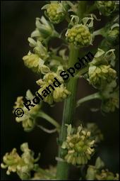 Gelbe Resede, Gelber Wau, Reseda lutea, Resedaceae, Reseda lutea, Gelber Wau, Gelbe Resede, Blhend Kauf von 00878reseda_luteaimg_7243.jpg