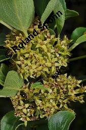 Echter Kreuzdorn, Rhamnus cathartica, Rhamnaceae, Rhamnus cathartica, Rhamnus catharticus, Echter Kreuzdorn, Purgier-Kreuzdorn, Gemeiner Kreuzdorn, fruchtend Kauf von 00879_rhamnus_cathartica_dsc_4067.jpg