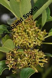 Echter Kreuzdorn, Rhamnus cathartica, Rhamnaceae, Rhamnus cathartica, Rhamnus catharticus, Echter Kreuzdorn, Purgier-Kreuzdorn, Gemeiner Kreuzdorn, fruchtend Kauf von 00879_rhamnus_cathartica_dsc_4068.jpg