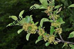 Echter Kreuzdorn, Rhamnus cathartica, Rhamnaceae, Rhamnus cathartica, Rhamnus catharticus, Echter Kreuzdorn, Purgier-Kreuzdorn, Gemeiner Kreuzdorn, fruchtend Kauf von 00879_rhamnus_cathartica_dsc_4069.jpg