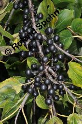 Echter Kreuzdorn, Rhamnus cathartica, Rhamnaceae, Rhamnus cathartica, Rhamnus catharticus, Echter Kreuzdorn, Purgier-Kreuzdorn, Gemeiner Kreuzdorn, fruchtend Kauf von 00879_rhamnus_cathartica_dsc_7281.jpg