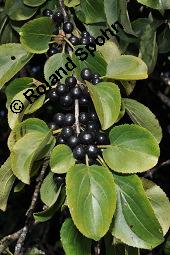 Echter Kreuzdorn, Rhamnus cathartica, Rhamnaceae, Rhamnus cathartica, Rhamnus catharticus, Echter Kreuzdorn, Purgier-Kreuzdorn, Gemeiner Kreuzdorn, fruchtend Kauf von 00879_rhamnus_cathartica_dsc_7284.jpg