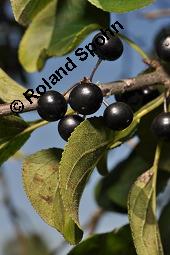 Echter Kreuzdorn, Rhamnus cathartica, Rhamnaceae, Rhamnus cathartica, Rhamnus catharticus, Echter Kreuzdorn, Purgier-Kreuzdorn, Gemeiner Kreuzdorn, fruchtend Kauf von 00879_rhamnus_cathartica_dsc_7287.jpg