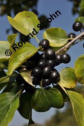 Echter Kreuzdorn, Rhamnus cathartica, Rhamnaceae, Rhamnus cathartica, Rhamnus catharticus, Echter Kreuzdorn, Purgier-Kreuzdorn, Gemeiner Kreuzdorn, fruchtend Kauf von 00879_rhamnus_cathartica_dsc_7288.jpg