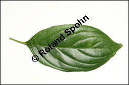 Echter Kreuzdorn, Rhamnus cathartica, Rhamnaceae, Rhamnus cathartica, Rhamnus catharticus, Echter Kreuzdorn, Purgier-Kreuzdorn, Gemeiner Kreuzdorn, fruchtend Kauf von 00879rhamnus_catharticaimg_3840.jpg