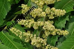 Essigbaum, Rhus typhina, Anacardiaceae, Rhus typhina, Rhus hirta, Essigbaum, Kolben-Sumach, Krone, Herbstfärbung Kauf von 00886_rhus_typhina_dsc_4875.jpg