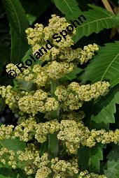 Essigbaum, Rhus typhina, Anacardiaceae, Rhus typhina, Rhus hirta, Essigbaum, Kolben-Sumach, Krone, Herbstfärbung Kauf von 00886_rhus_typhina_dsc_4876.jpg