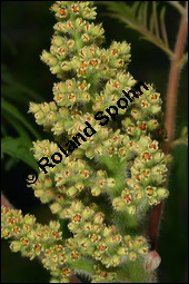 Essigbaum, Rhus typhina, Anacardiaceae, Rhus typhina, Rhus hirta, Essigbaum, Kolben-Sumach, Krone, Herbstfärbung Kauf von 00886rhus_typhinaimg_2551.jpg