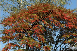 Essigbaum, Rhus typhina, Anacardiaceae, Rhus typhina, Rhus hirta, Essigbaum, Kolben-Sumach, Krone, Herbstfärbung Kauf von 00886rhus_typhinaimg_4236.jpg