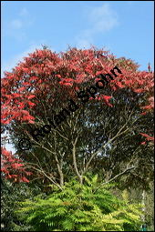 Essigbaum, Rhus typhina, Anacardiaceae, Rhus typhina, Rhus hirta, Essigbaum, Kolben-Sumach, Krone, Herbstfrbung Kauf von 00886rhus_typhinaimg_4237.jpg