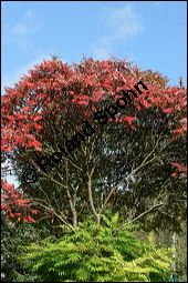 Essigbaum, Rhus typhina, Anacardiaceae, Rhus typhina, Rhus hirta, Essigbaum, Kolben-Sumach, Krone, Herbstfärbung Kauf von 00886rhus_typhinaimg_4237.jpg