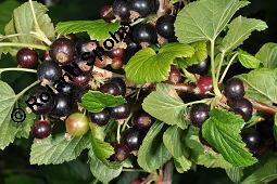 Schwarze Johannisbeere, Ribes nigrum, Grossulariaceae, Ribes nigrum, Schwarze Johannisbeere, Ahlbeere, fruchtend Kauf von 00887_ribes_nigrum_dsc_4720.jpg