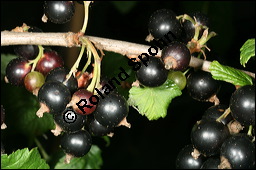 Schwarze Johannisbeere, Ribes nigrum, Grossulariaceae, Ribes nigrum, Schwarze Johannisbeere, Ahlbeere, fruchtend Kauf von 00887ribes_nigrumimg_2544.jpg