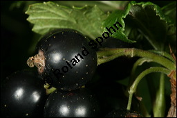 Schwarze Johannisbeere, Ribes nigrum, Grossulariaceae, Ribes nigrum, Schwarze Johannisbeere, Ahlbeere, fruchtend Kauf von 00887ribes_nigrumimg_2545.jpg