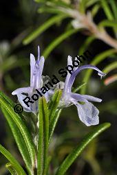 Rosmarin, Rosmarinus officinalis, Lamiaceae, Rosmarinus officinalis, Rosmarin, Blhend Kauf von 00892_rosmarinus_officinalis_dsc_1519.jpg