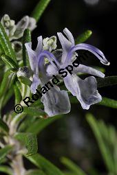 Rosmarin, Rosmarinus officinalis, Lamiaceae, Rosmarinus officinalis, Rosmarin, Blühend Kauf von 00892_rosmarinus_officinalis_dsc_1521.jpg