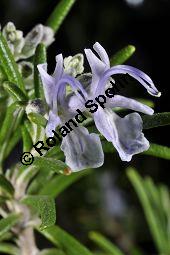 Rosmarin, Rosmarinus officinalis, Lamiaceae, Rosmarinus officinalis, Rosmarin, Blhend Kauf von 00892_rosmarinus_officinalis_dsc_1523.jpg