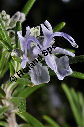 Rosmarin, Rosmarinus officinalis, Lamiaceae, Rosmarinus officinalis, Rosmarin, Blhend Kauf von 00892_rosmarinus_officinalis_dsc_1524.jpg