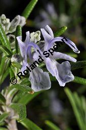 Rosmarin, Rosmarinus officinalis, Lamiaceae, Rosmarinus officinalis, Rosmarin, Blhend Kauf von 00892_rosmarinus_officinalis_dsc_1525.jpg