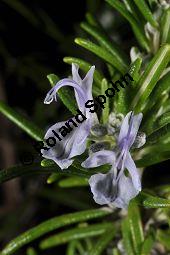 Rosmarin, Rosmarinus officinalis, Lamiaceae, Rosmarinus officinalis, Rosmarin, Blühend Kauf von 00892_rosmarinus_officinalis_dsc_1527.jpg
