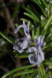 Rosmarin, Rosmarinus officinalis, Lamiaceae, Rosmarinus officinalis, Rosmarin, Blühend Kauf von 00892_rosmarinus_officinalis_dsc_1528.jpg